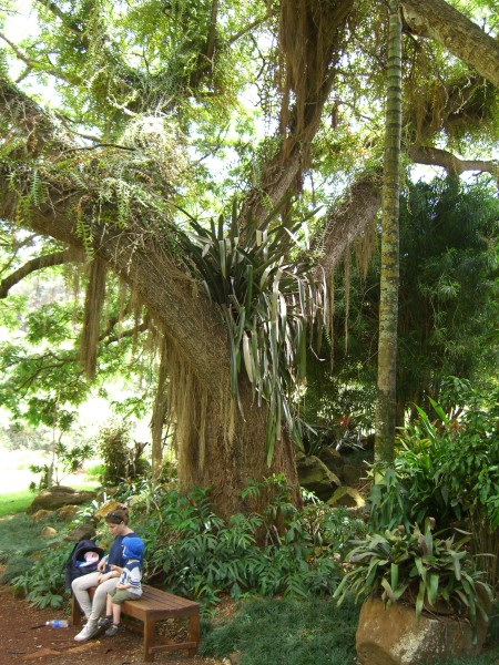 Usa Kauai Tropical Botanical Gardens Cimg7380