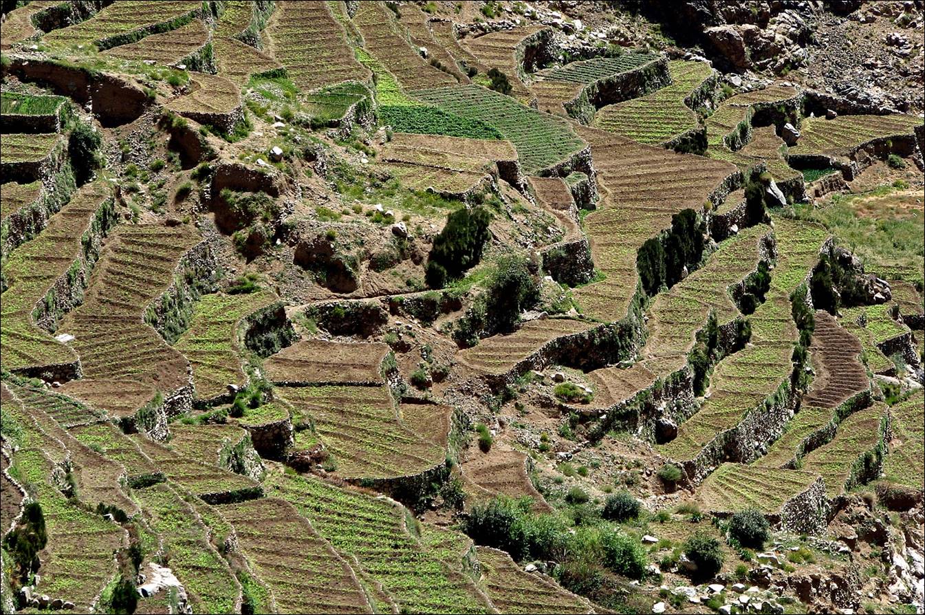 A close-up of a terraced field

Description automatically generated