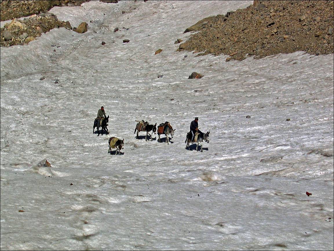 A group of people riding donkeys on snow

Description automatically generated