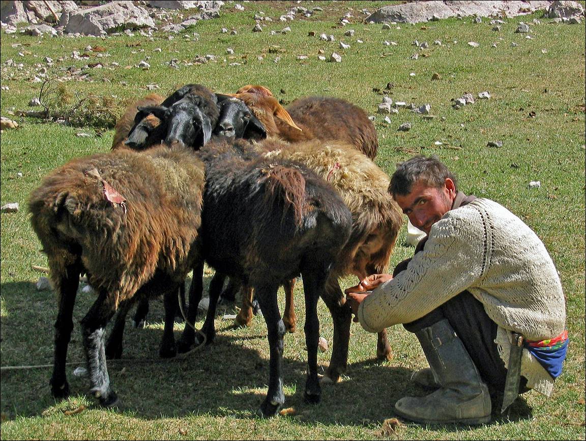 A person kneeling next to a herd of sheep

Description automatically generated