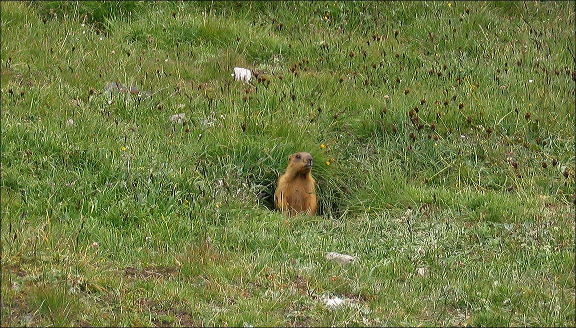 A groundhog in a hole in the grass

Description automatically generated