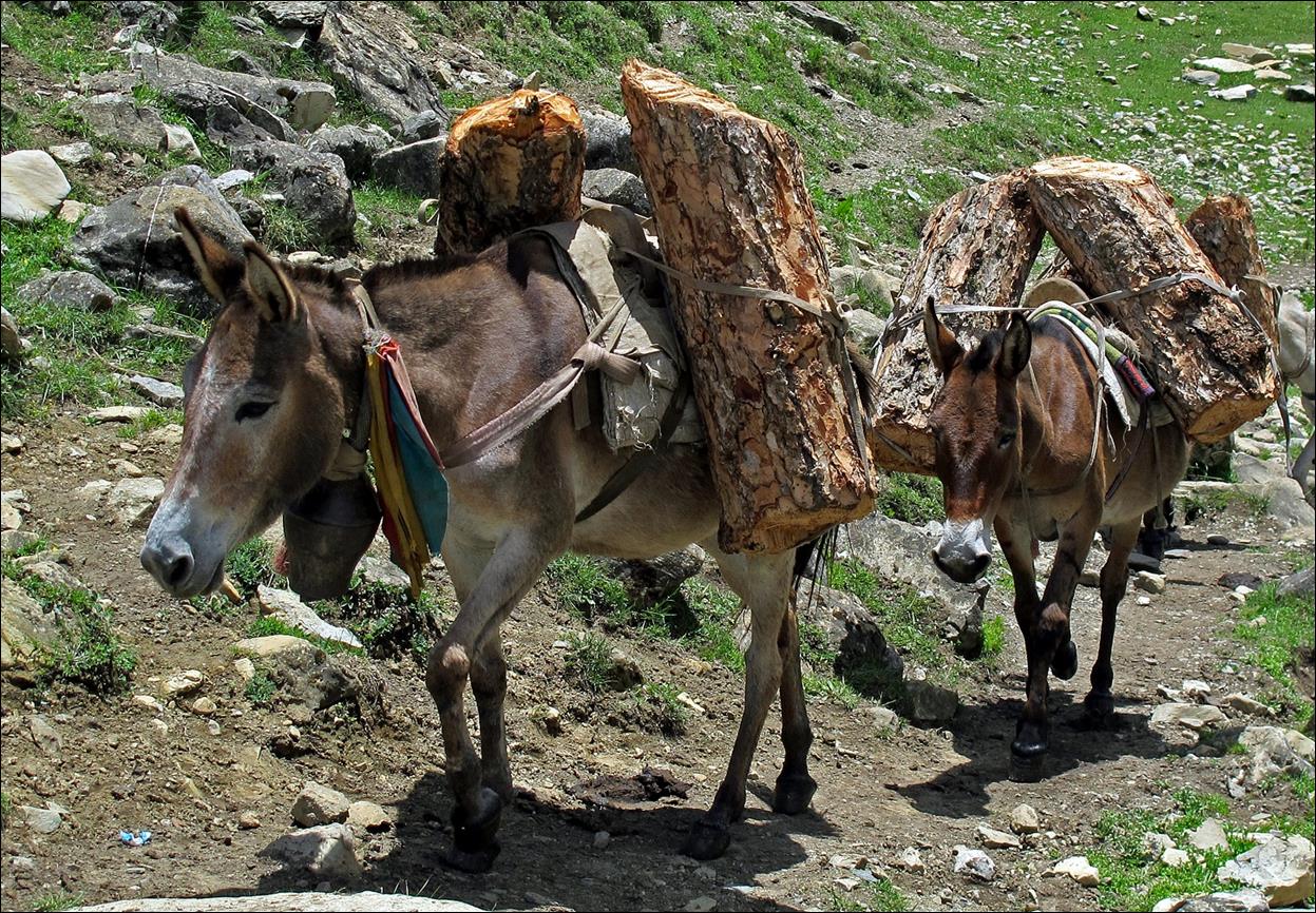 A donkey carrying logs on their back

Description automatically generated