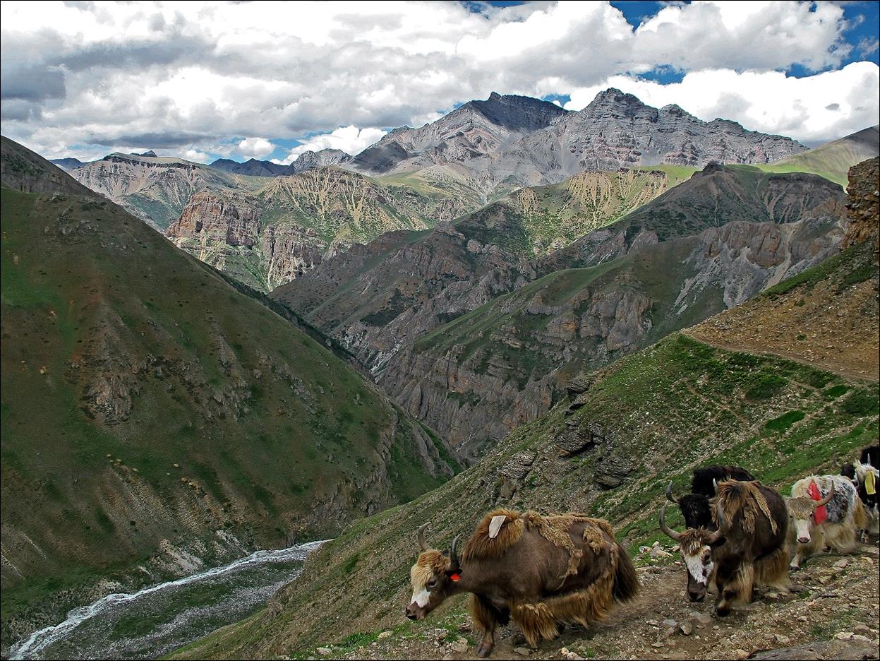 A group of yaks in a valley

Description automatically generated