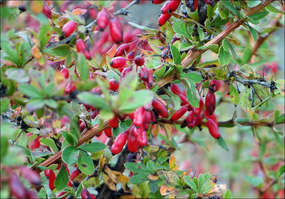 A close-up of a bush with red berries

Description automatically generated