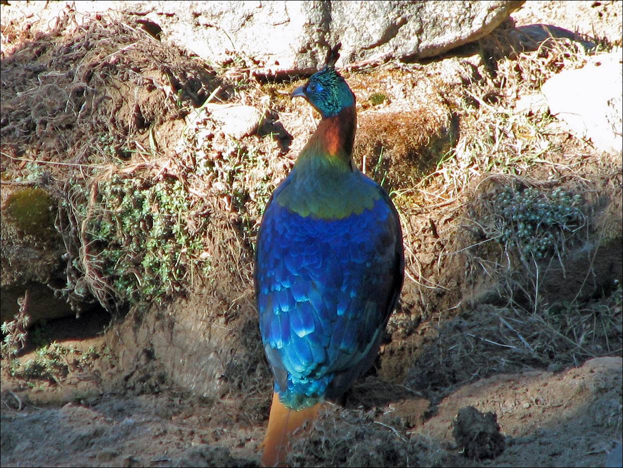 A peacock standing on the ground

Description automatically generated