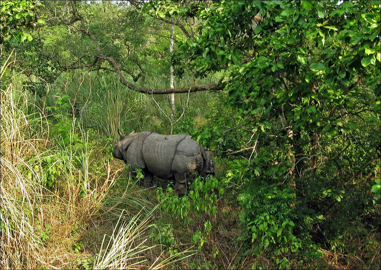 A rhinoceros in the woods

Description automatically generated