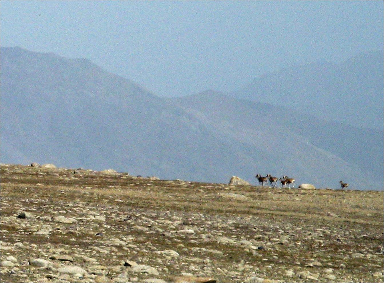 A group of animals walking on a rocky hill

Description automatically generated