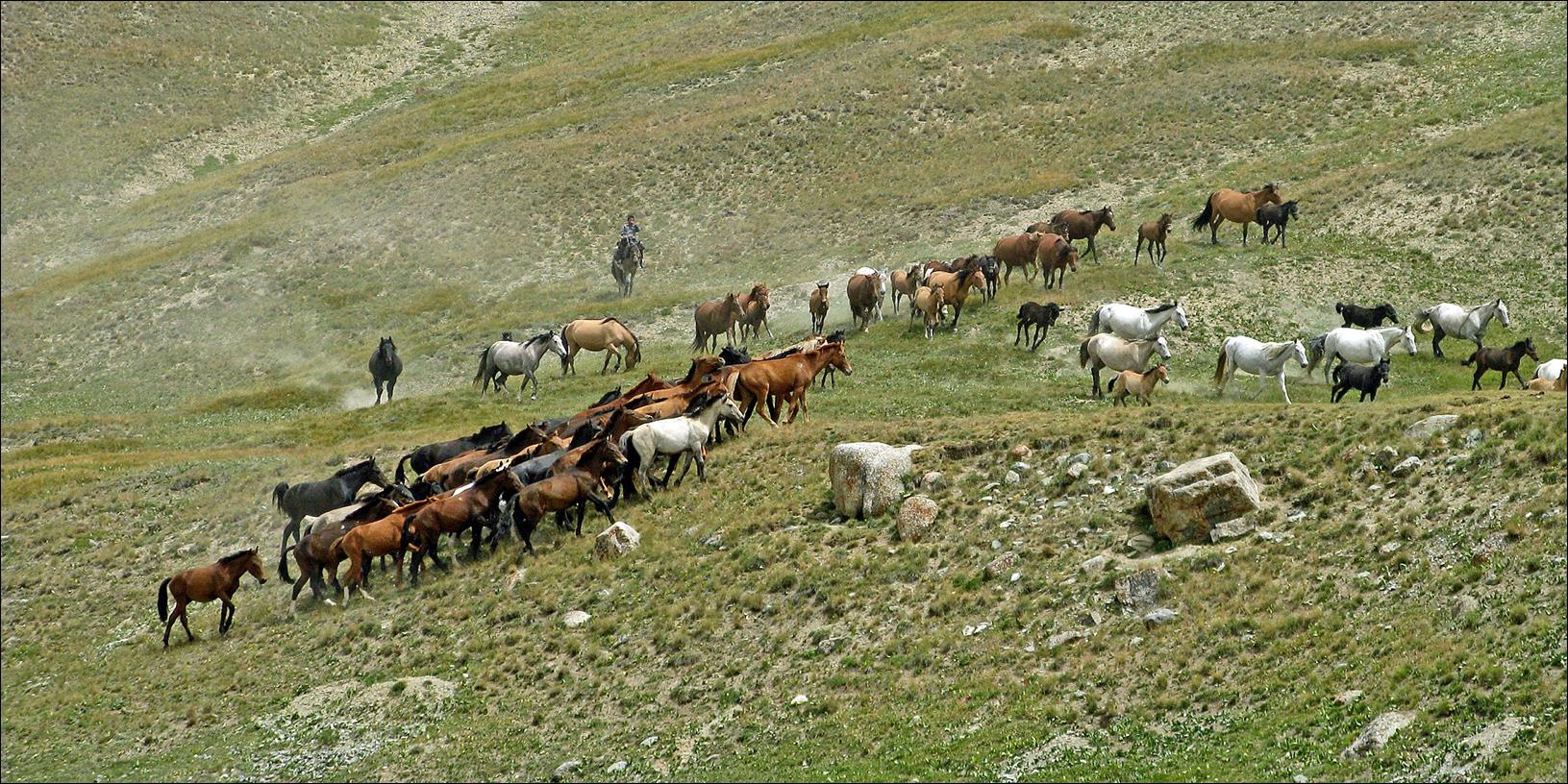 A herd of horses on a hill

Description automatically generated