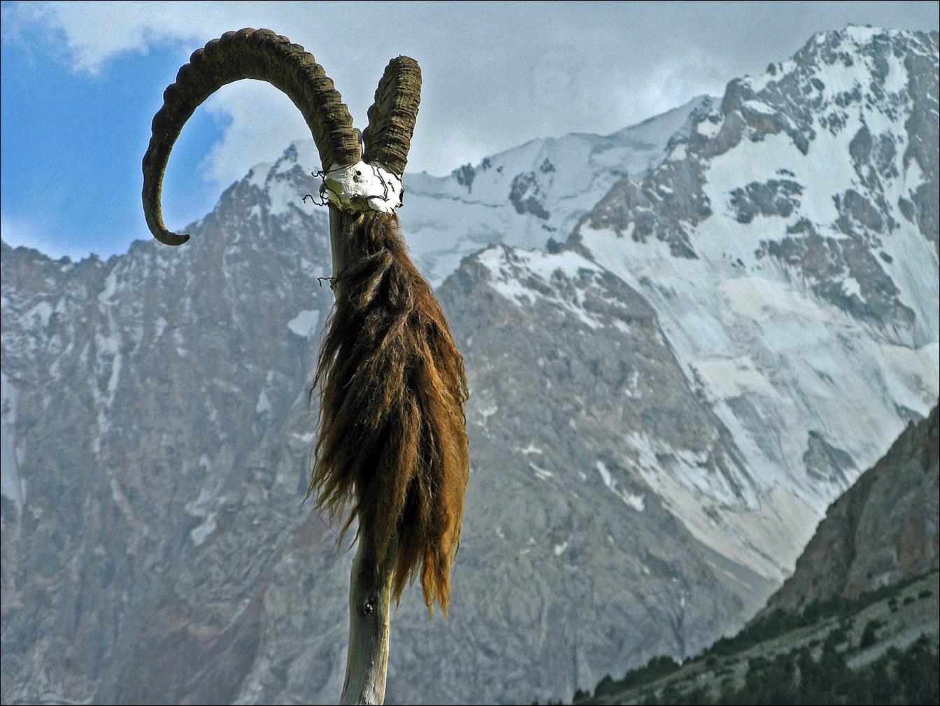 A goat's head with a mountain in the background

Description automatically generated