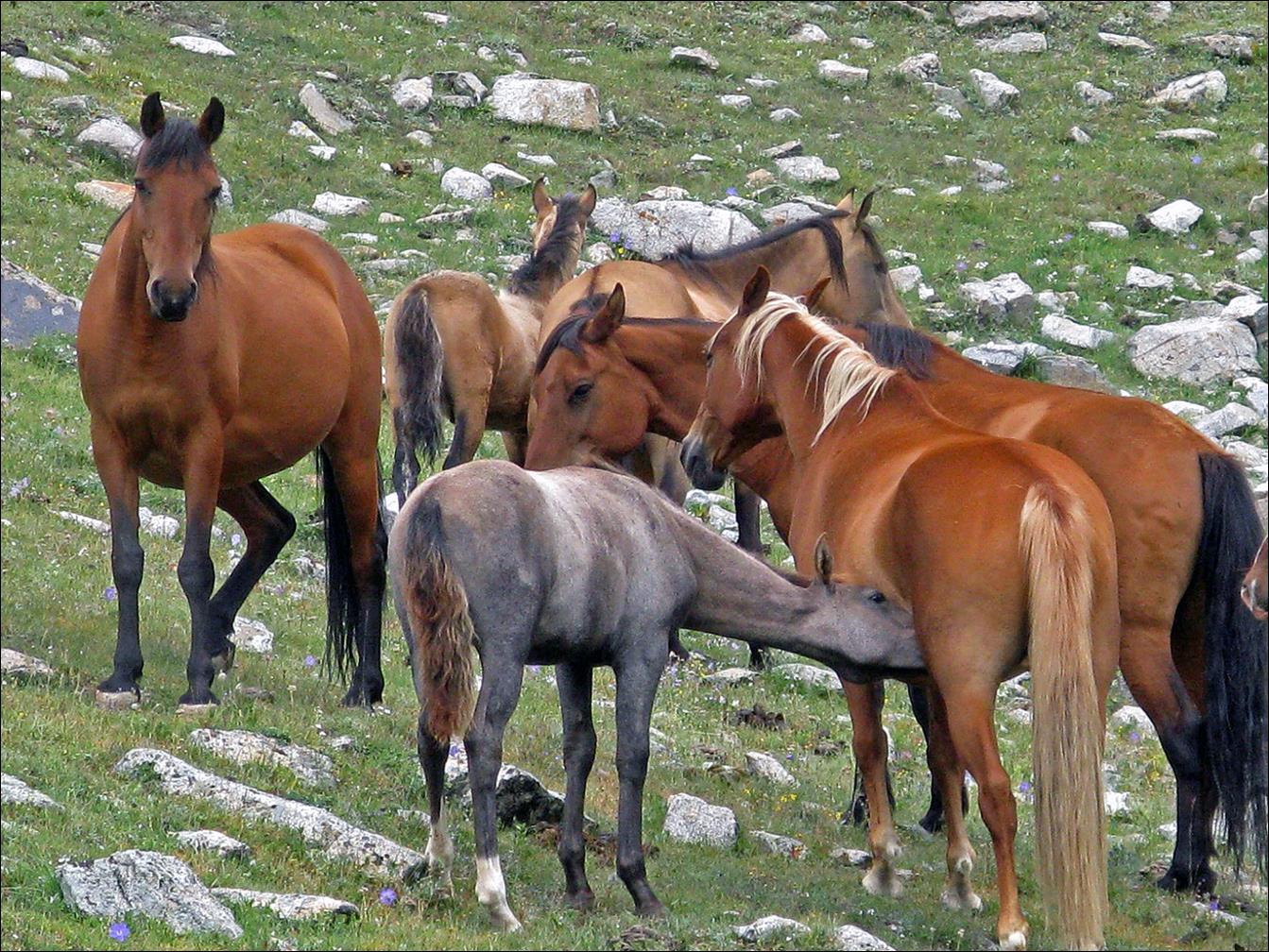 A group of horses standing on a hill

Description automatically generated