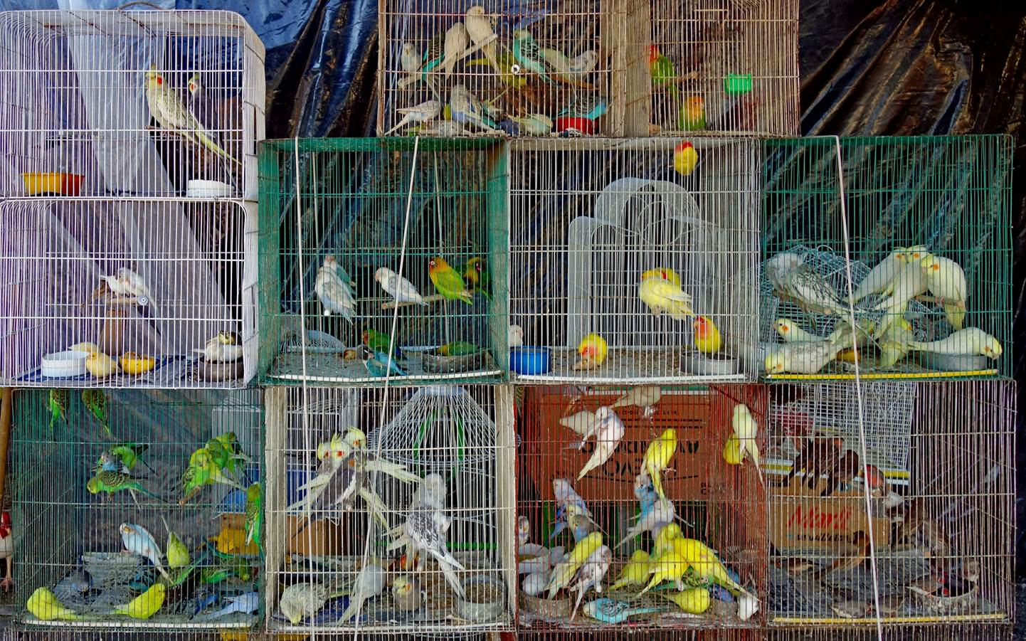 A group of birds in a cage

Description automatically generated with medium confidence
