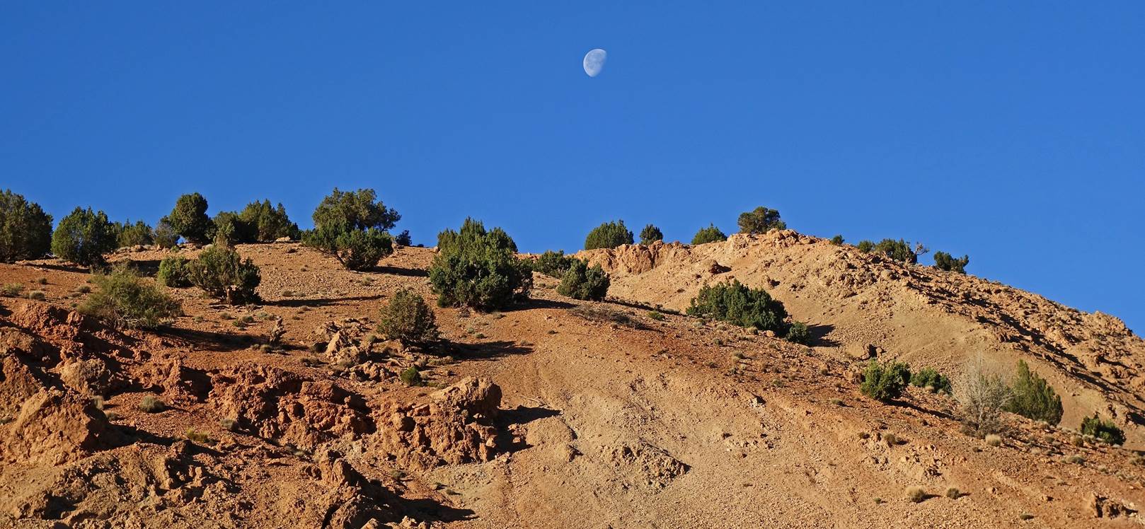 A desert landscape with bushes and a moon in the sky

Description automatically generated with low confidence