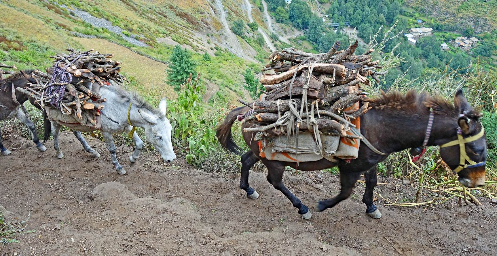 Donkeys carrying wood on a mountain trail

Description automatically generated