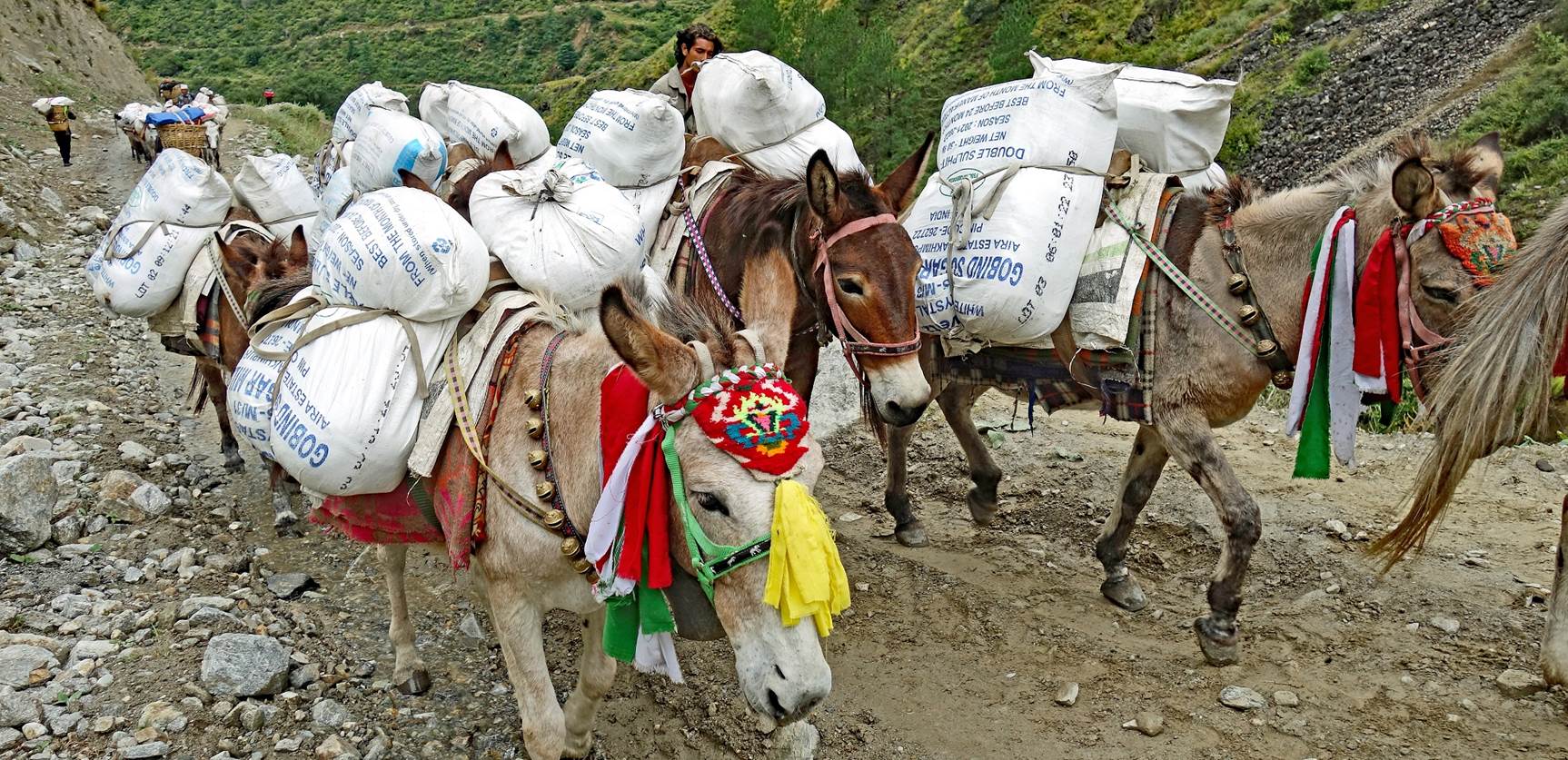 A group of donkeys carrying bags

Description automatically generated