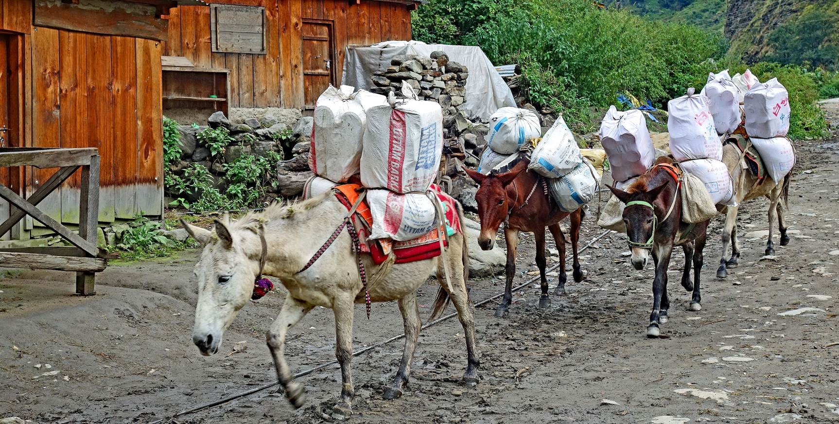 A group of donkeys carrying bags

Description automatically generated
