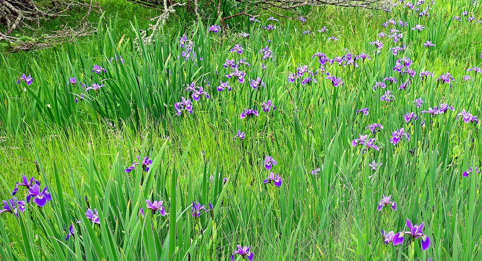 A picture containing grass, plant, outdoor, flower

Description automatically generated