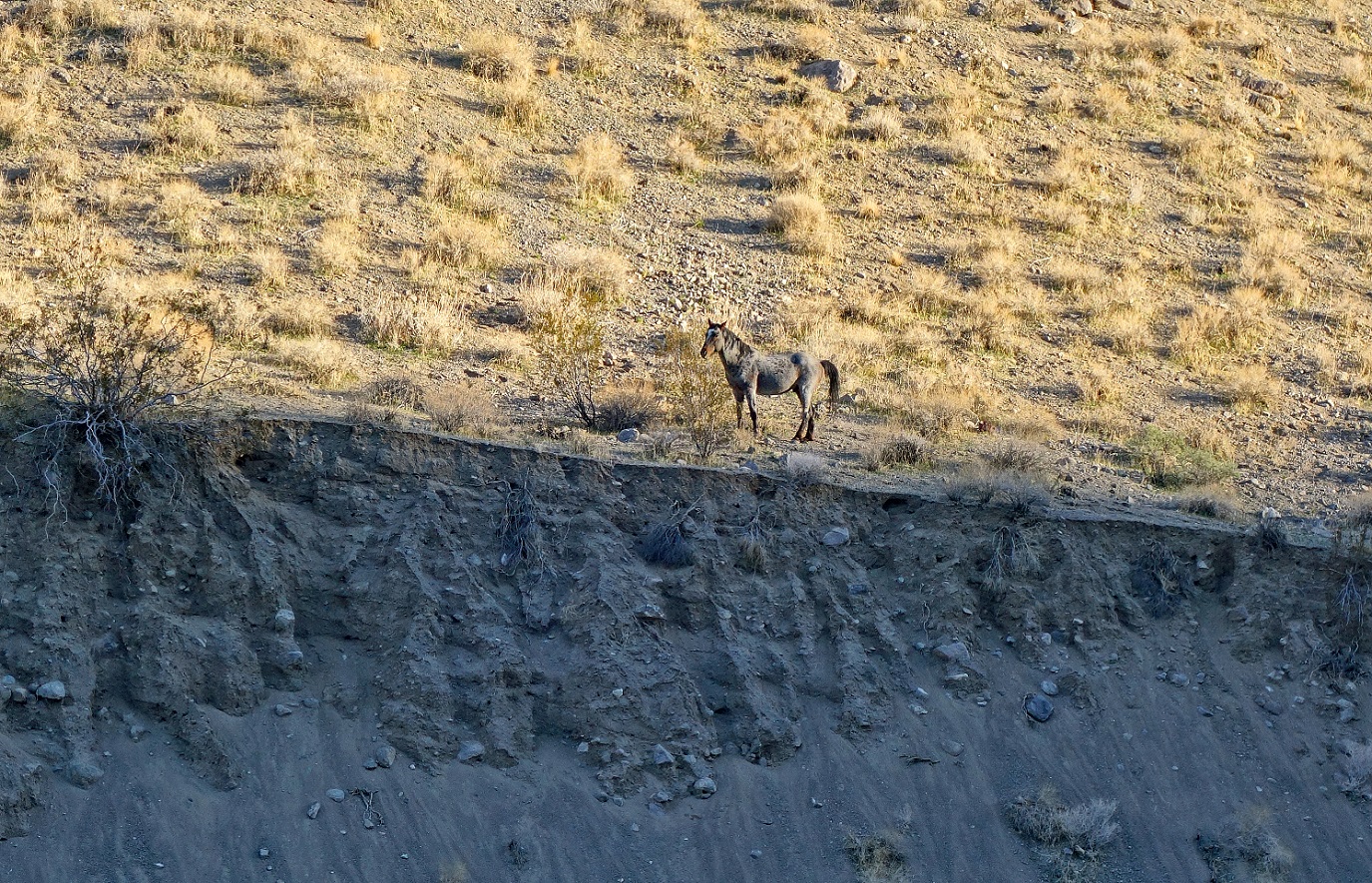 A hyena on a hill

Description automatically generated with low confidence