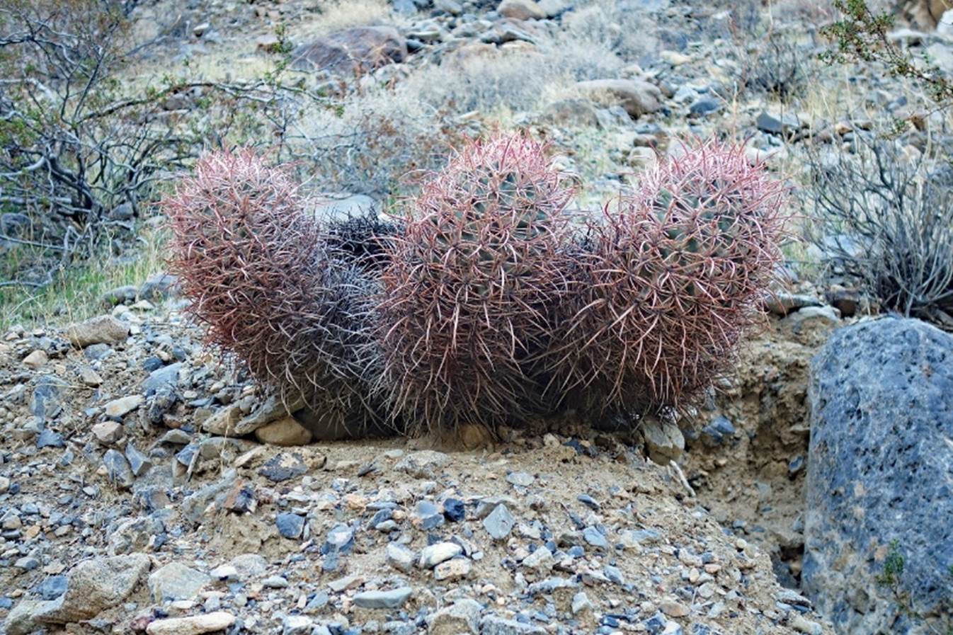 A group of cactus in a rocky area

Description automatically generated with low confidence
