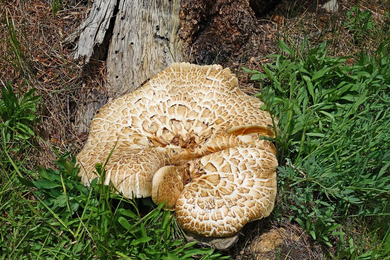 A mushroom growing out of the ground

Description automatically generated with medium confidence