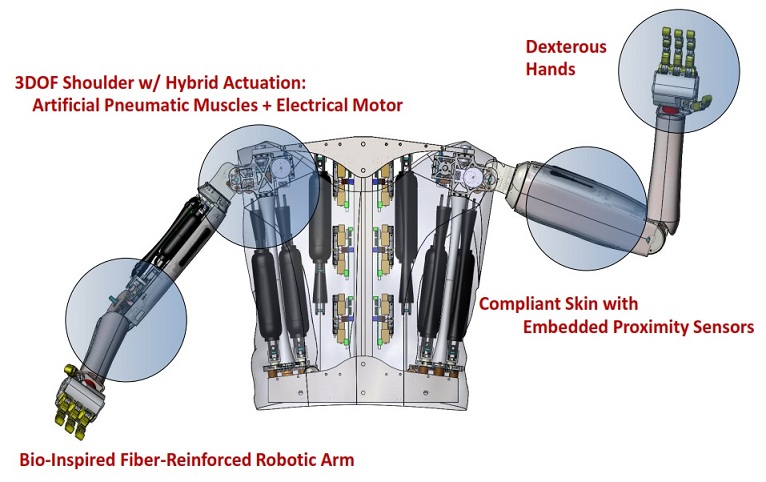 Bimanual Human Friendly Robot Concept