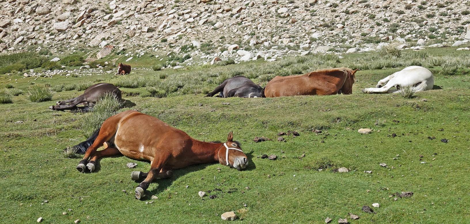 Horses lying in the grass

Description automatically generated with low confidence