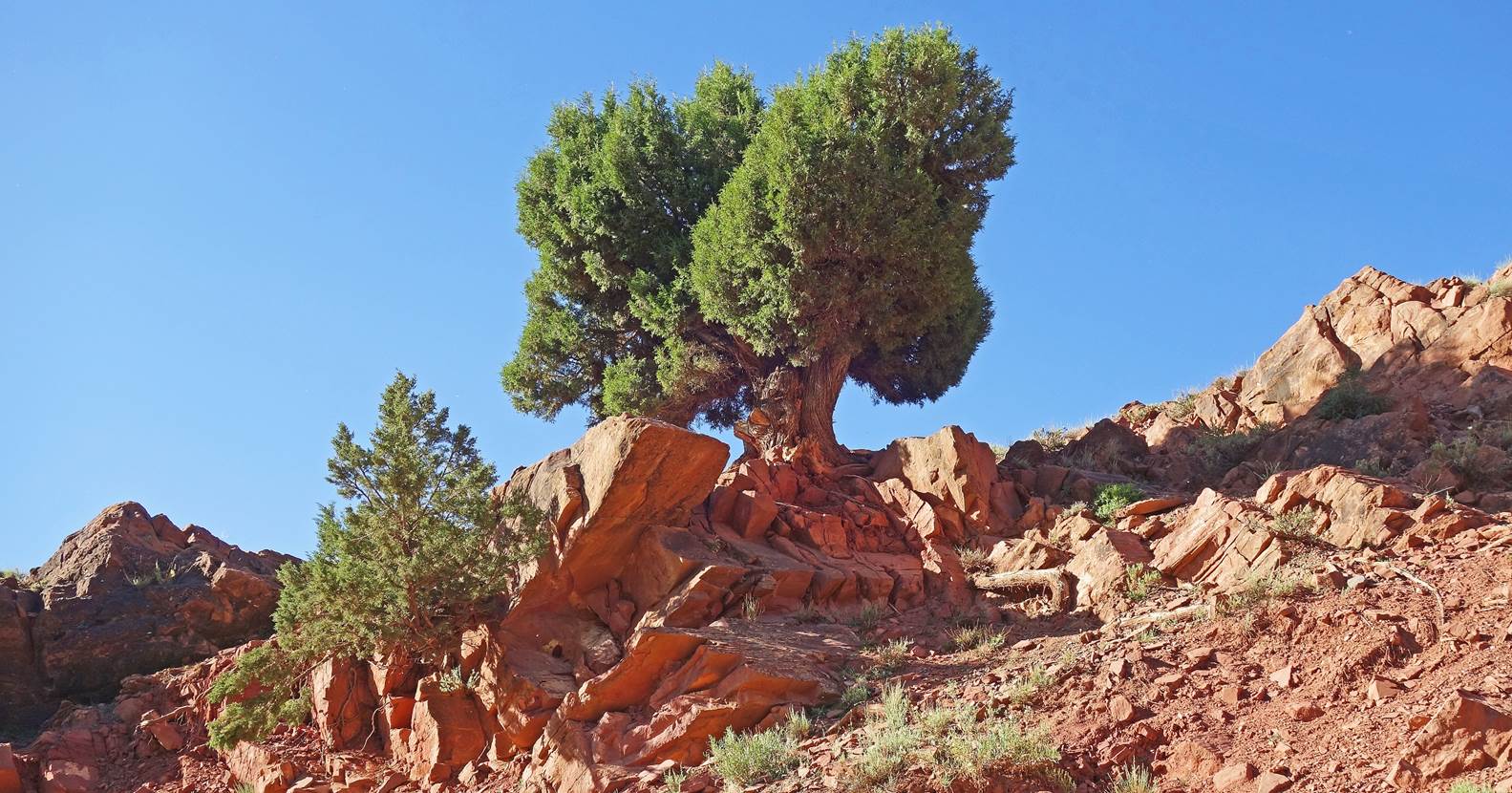 A tree growing on a rocky hill

Description automatically generated with low confidence