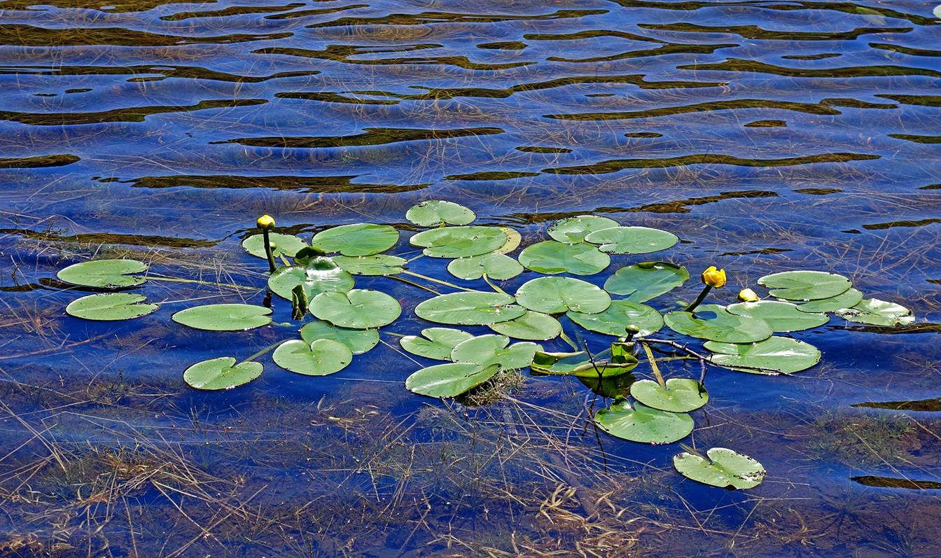 Lily pads floating on water

Description automatically generated with medium confidence