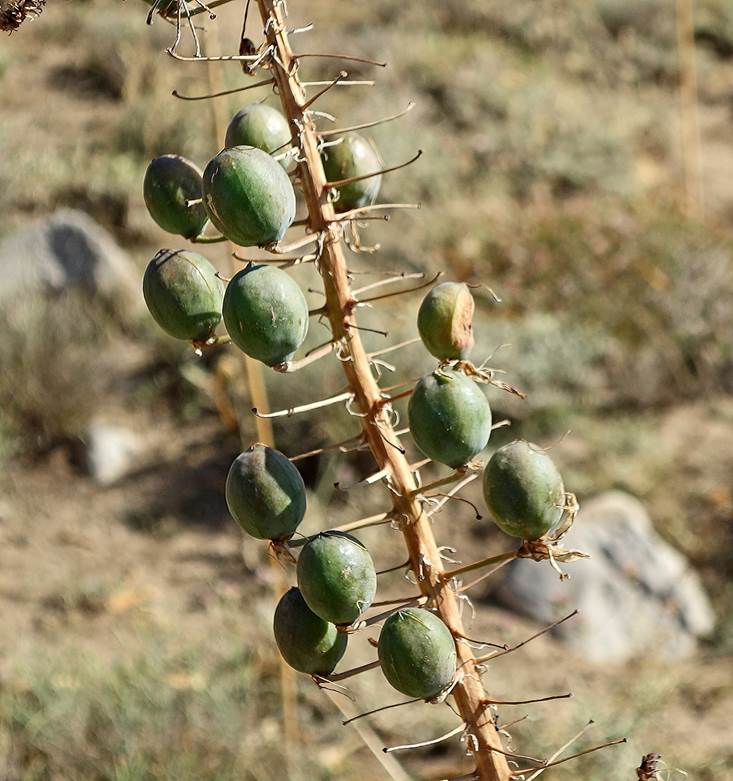A plant with green fruits on it

Description automatically generated