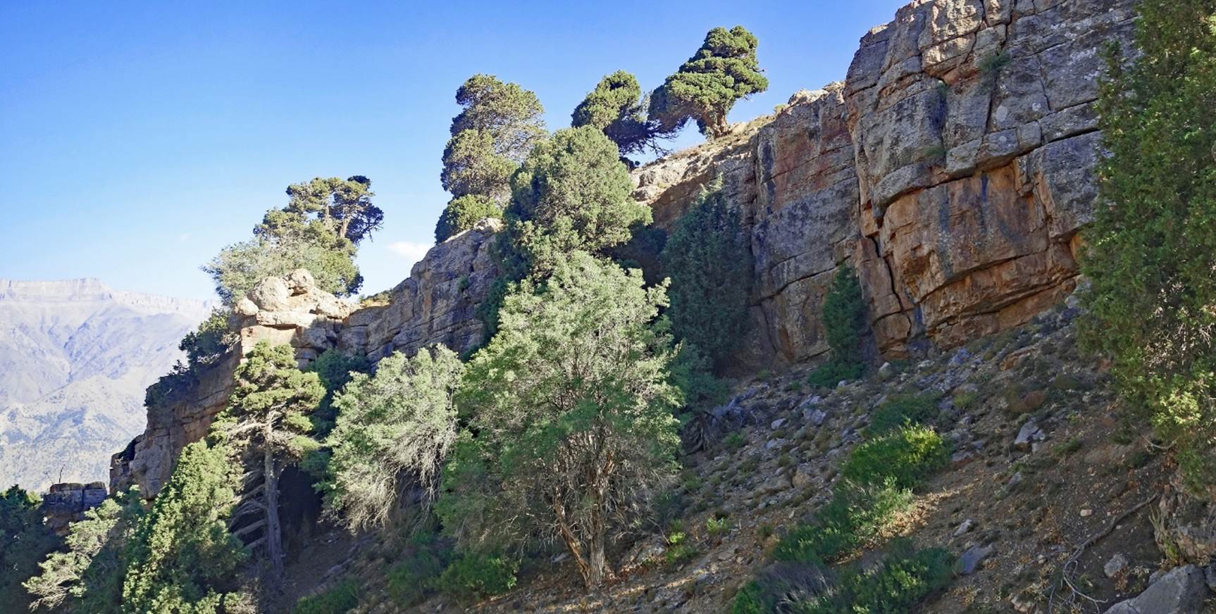 A rocky cliff with trees on it

Description automatically generated