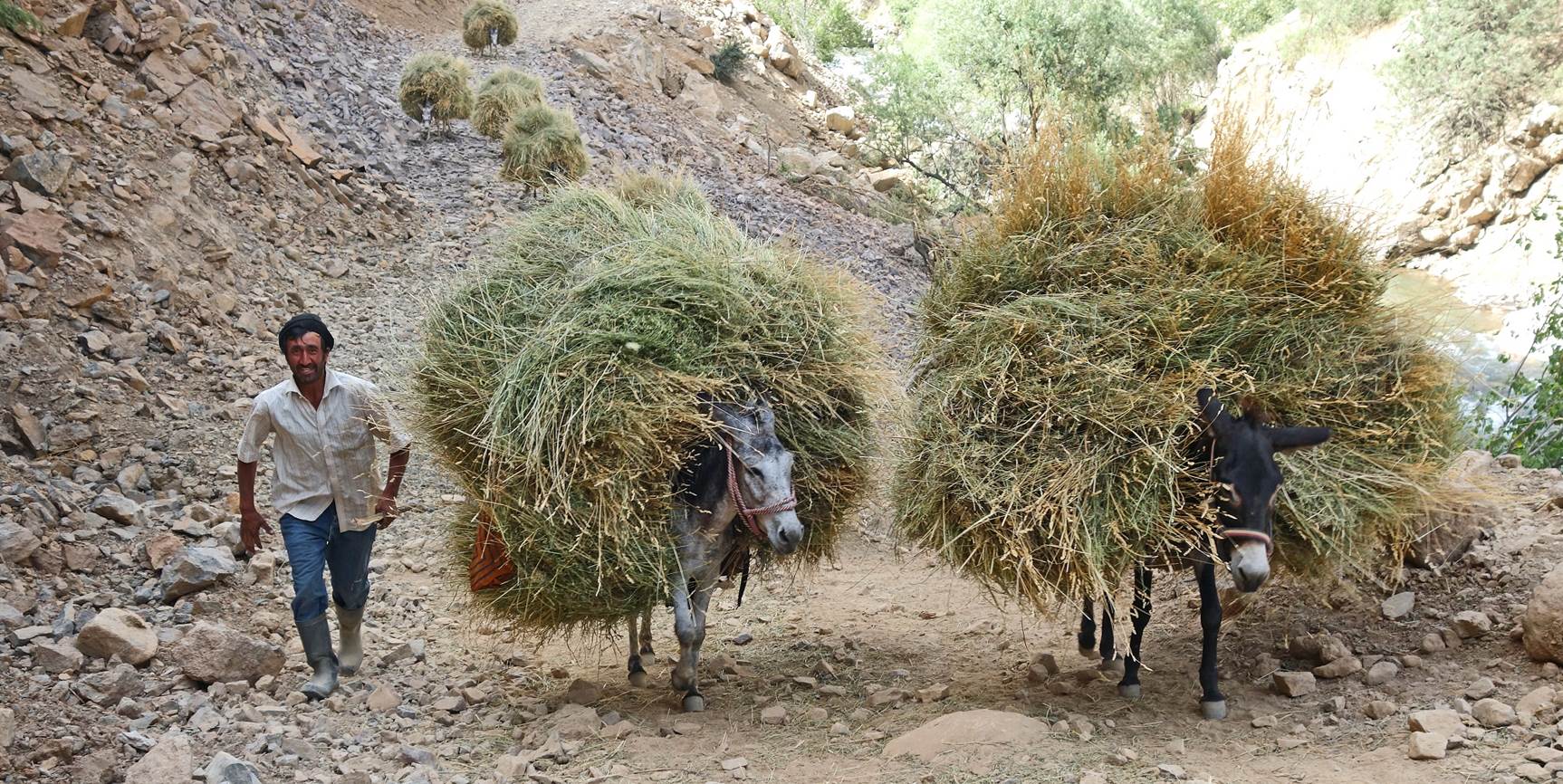 Donkeys carrying hay on their back

Description automatically generated