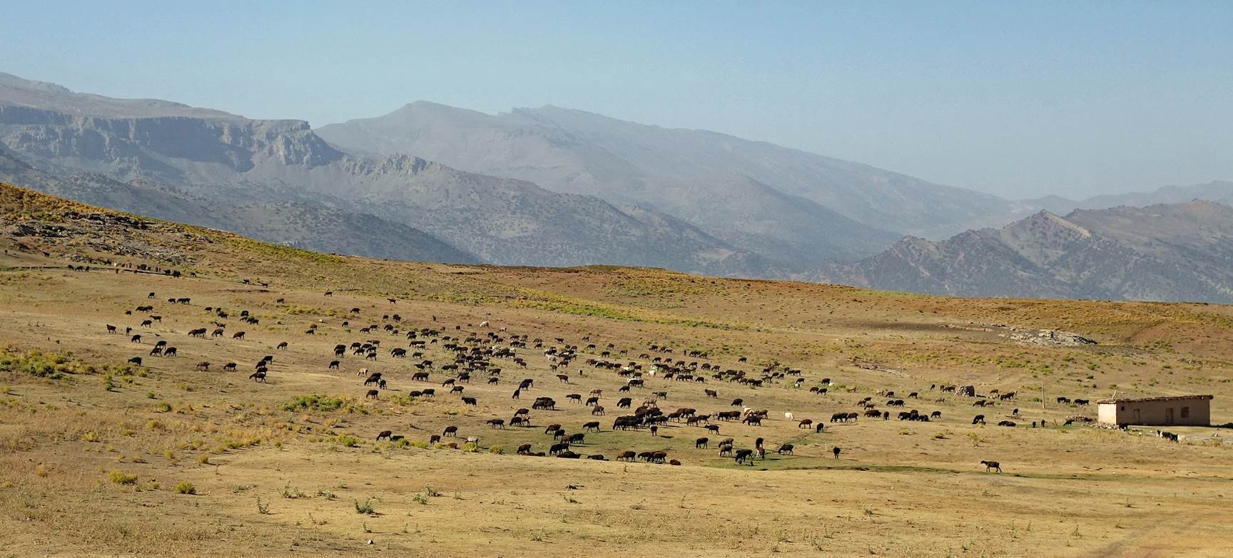 A herd of cattle in a field

Description automatically generated